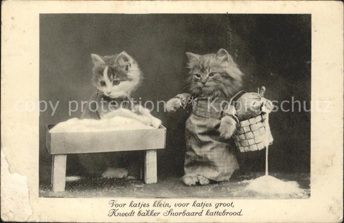 Katzen vermenschlicht