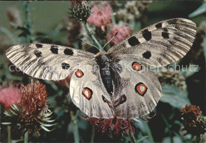 Schmetterlinge Papillon Apollon