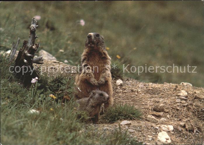 Murmeltier Marmottes