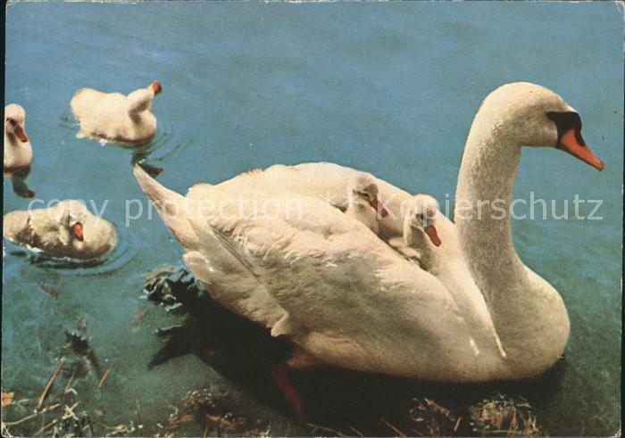Schwan Schwanenfamilie