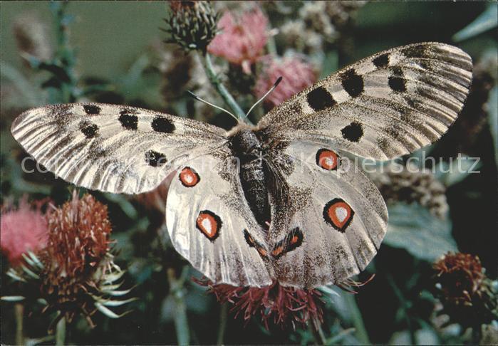 Schmetterlinge Papillon Apollon