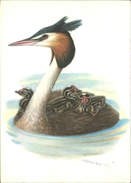 Voegel Birds Oiseaux Uccelli Pajaros-- Haubentaucher Kuenstlerkarte W. Linsenmai