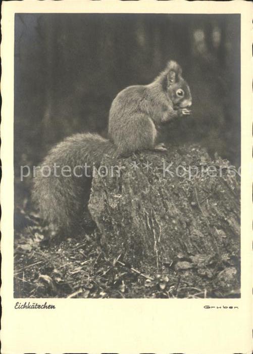 Eichhoernchen Wiechmann-Fotokarte Nr. 103