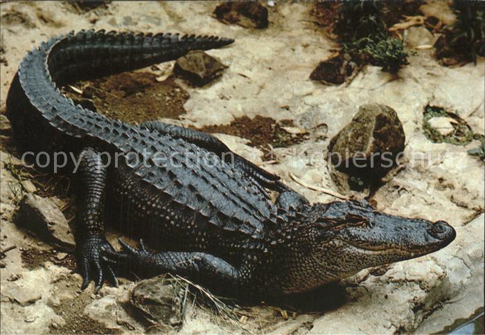 Tiere Krokodil East Africa