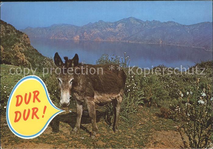 Esel Tiere Panorama de la Corse