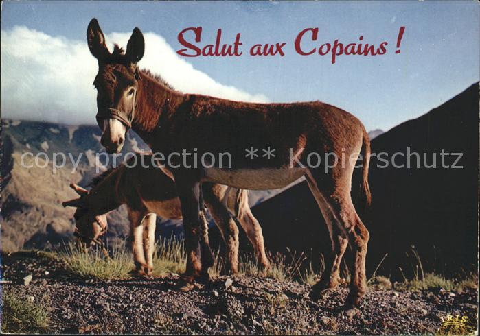 Esel Tiere