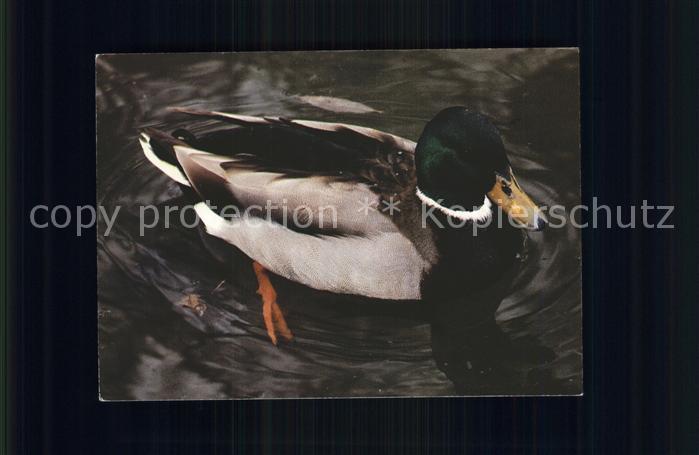 Enten Canard col vert male
