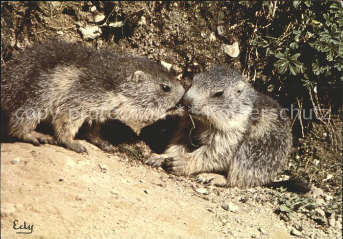 Murmeltier Marmottes