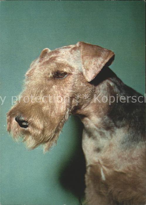 Hunde Airedale-Terrier