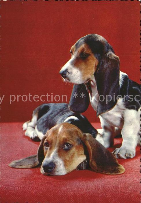 Hunde Bassets