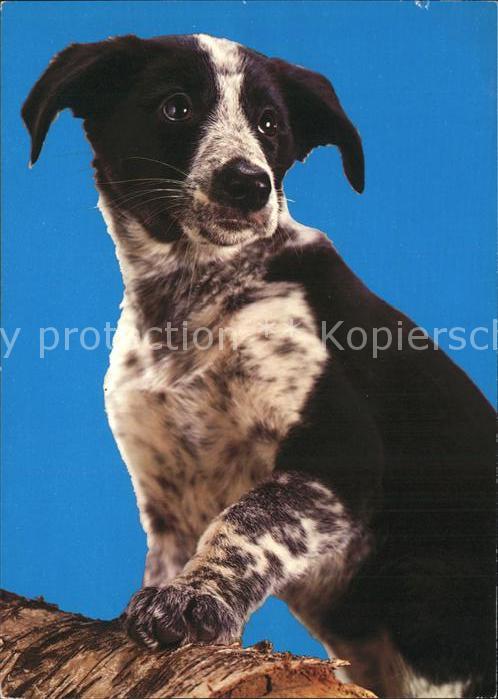 Hunde
