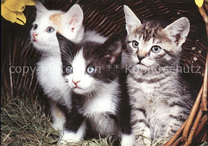 Katzen Hauskatzen