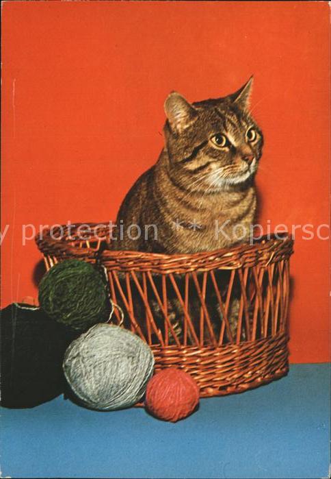 Katzen Baumwolle