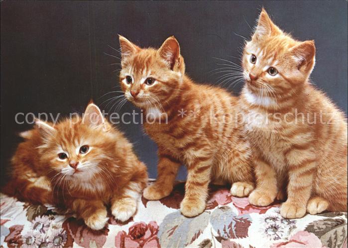 Katzen
