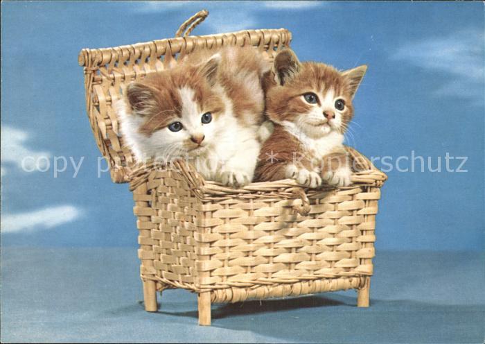 Katzen