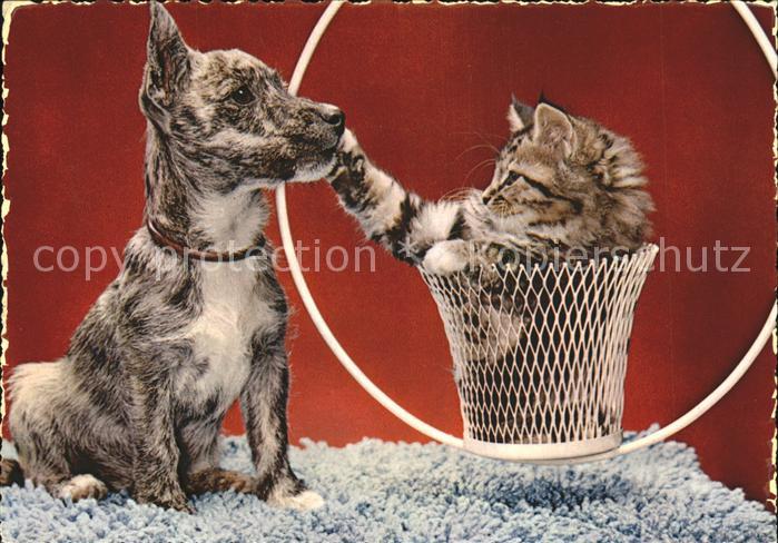 Hunde Katze