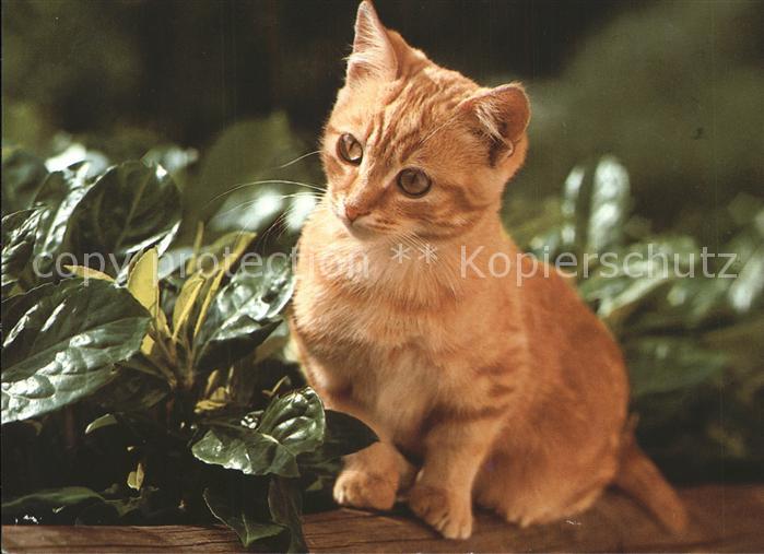 Katzen Hauskatze