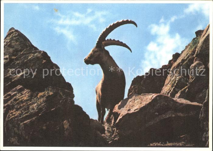 Steinbock Stambecco Bouquetin