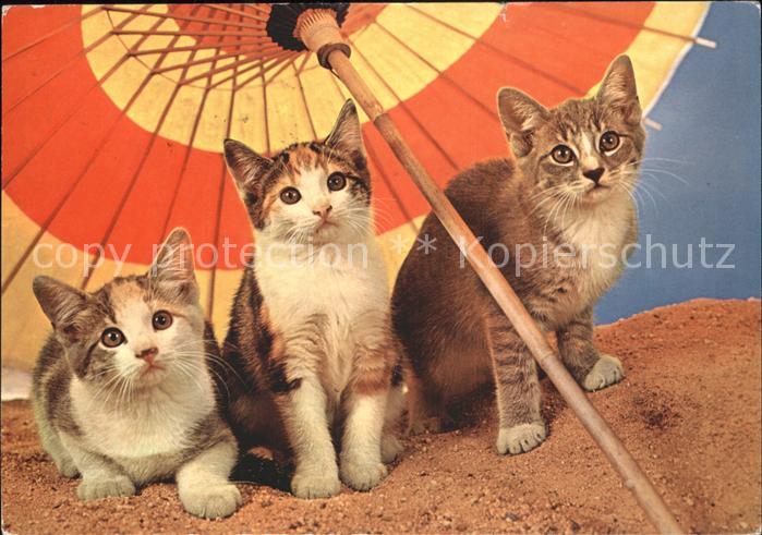 Katzen Sonnenschirm