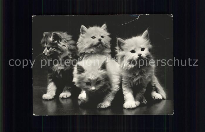 Katzen