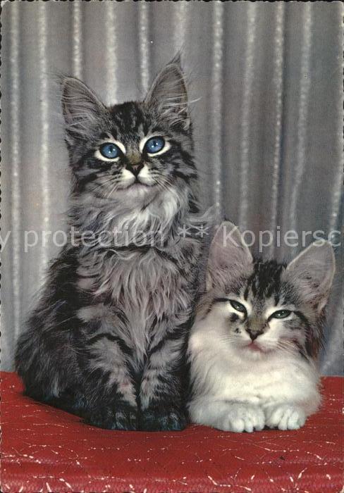 Katzen