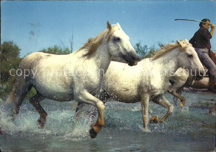 Pferde Camargue