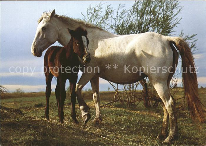 Pferde Pony Camargue