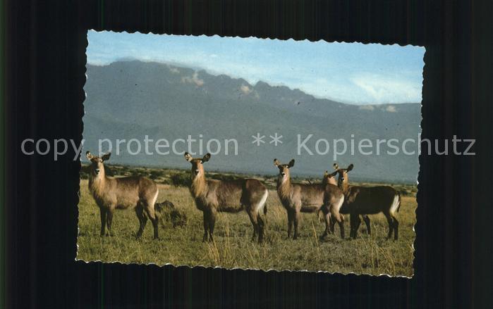 Tiere Wasserböcke Waterbucks East-Africa