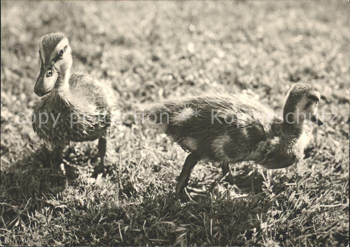 Enten