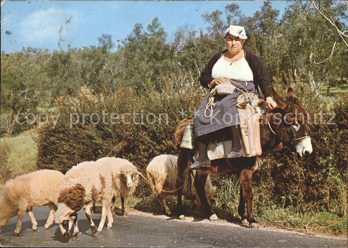 Esel Tiere Schafe Korfu Kerkyra