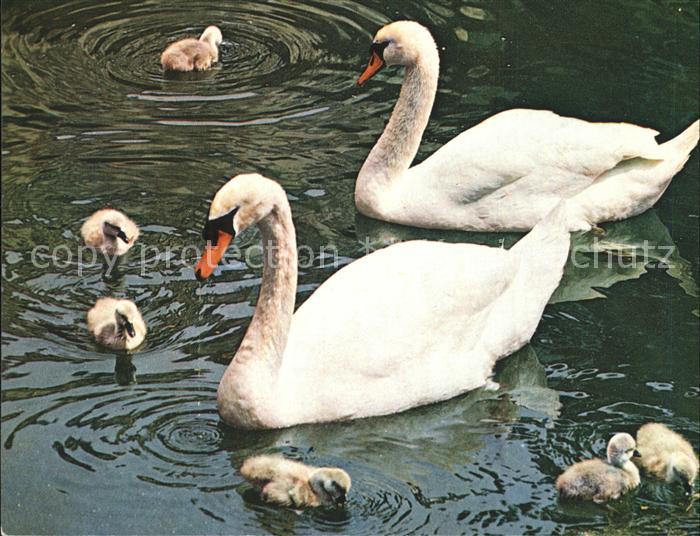 Schwan Schwanenfamilie