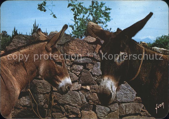 Esel Tiere Anes de Corse