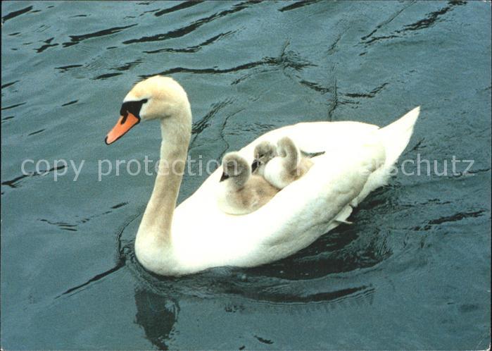Schwan
