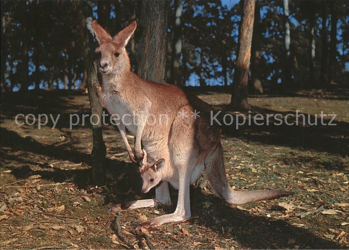 Tiere Känguru Red Kangaroo with Joey