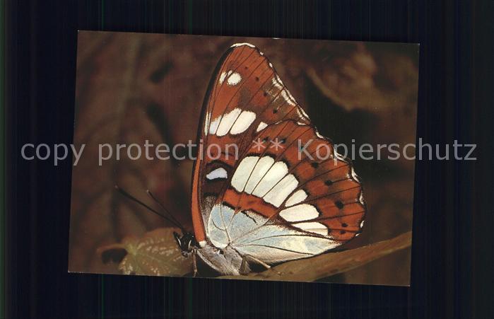 Schmetterlinge Natura-Verlag