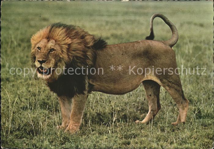 Loewe leeuw lion leone