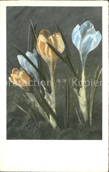 Blumen Tulpen
