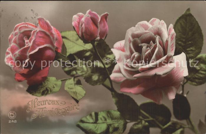 Rosen Glückwunsch Geburtstag