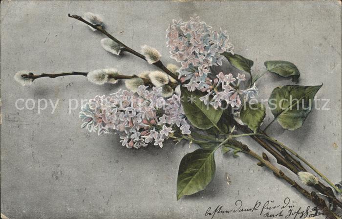 Blumen Weidenkätzchen