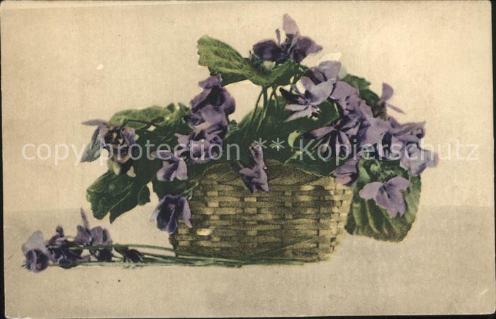 Blumen Veilchen