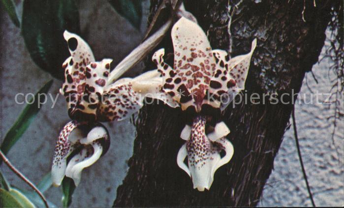 Blumen Standhopea devoniensis