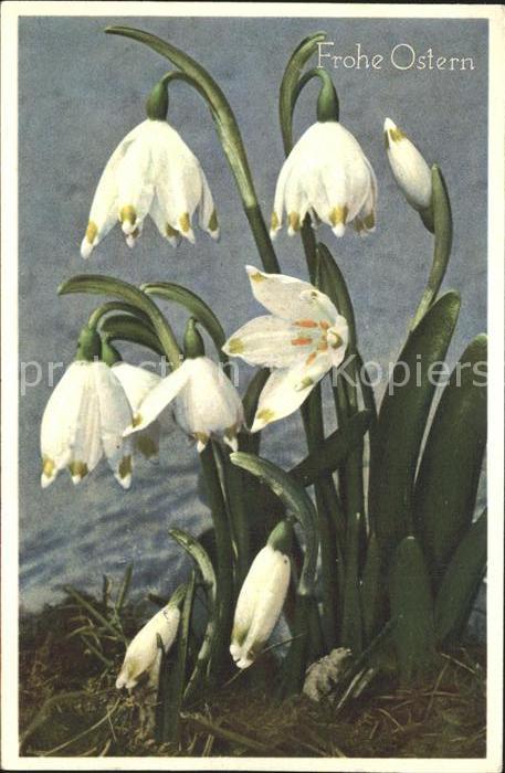Blumen Schneeglöckchen Ostern niveole