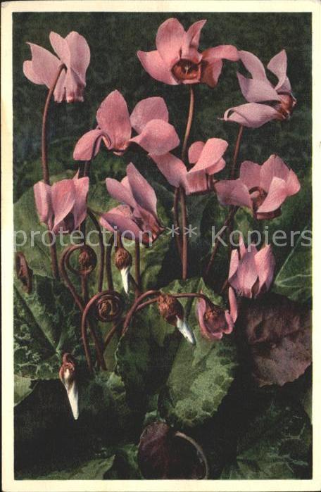 Blumen Cyclamen europaeum Alpenveilchen Erdsch