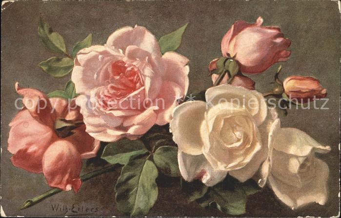 Rosen Künstlerkarte Wilh. Eilers
