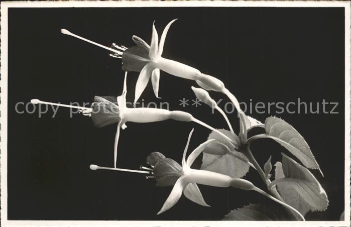 Blumen Fuchsia