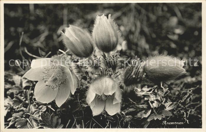 Blumen Anemonen