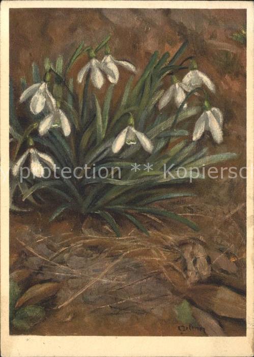 Blumen Schneeglöckchen Künstlerkarte Zeltner N