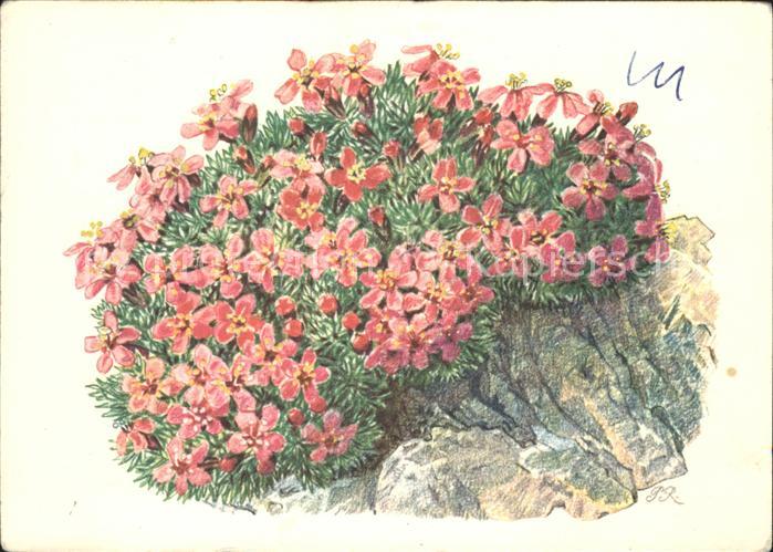 Blumen Stengelloses Leimkraut Künstlerkarte Pi