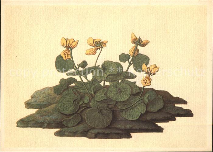 Kuenstlerkarte Joh. Felix Corrodi Zweiblütiges Veilche