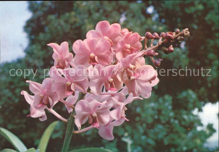 Blumen Orchidee Aeridovanda Tsuruko Iwasaki
